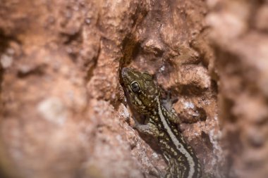 Leopar gecko yakın çekim, sığ dof. Bazen Madagaskar zemin, pictus, Madagaskar yağlı kuyruklu gecko veya panter gecko olarak bilinir.