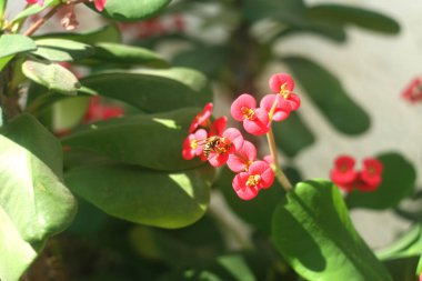 Pembe çiçek olan sütleğengiller