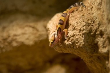 Leopar gecko yakın kadar sığ dof
