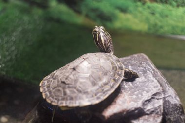 Kaplumbağa sığ dof, nehir cooter, Pseudemys concinna bulanık, bokeh arka plan ile. Tatlı su kaplumbağası Georgia için Güney Virginia gelen orta ve Doğu Amerika Birleşik Devletleri'ne yerli.