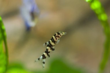 Botia yeşil, akvaryum arka plan ile. Sığ dof. Makrakanta (Chromobotia macracanthus) veya kaplan botia, bir tropikal tatlı su balığı--dan Indonesia botiid loach ailesine ait olduğunu.