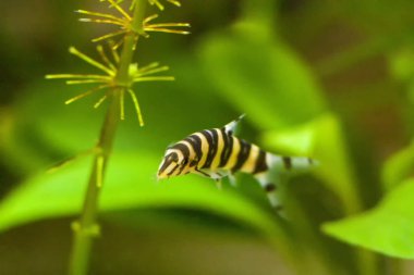 Botia with green, aquarium background. Shallow dof.The clown loach (Chromobotia macracanthus), or tiger botia, is a tropical freshwater fish belonging to the botiid loach family from Indonesia. clipart