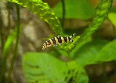 Botia yeşil, akvaryum arka plan ile. Sığ dof. Makrakanta (Chromobotia macracanthus) veya kaplan botia, bir tropikal tatlı su balığı--dan Indonesia botiid loach ailesine ait olduğunu.