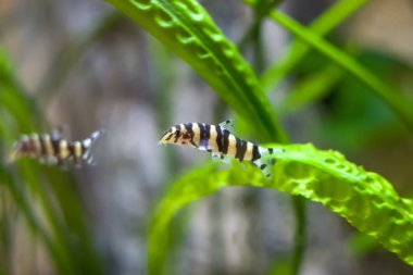 Botia yeşil, akvaryum arka plan ile. Sığ dof. Makrakanta (Chromobotia macracanthus) veya kaplan botia, bir tropikal tatlı su balığı--dan Indonesia botiid loach ailesine ait olduğunu.