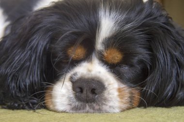 Halı üzerinde uyuyan erkek Cavalier King Charles Spaniel köpek