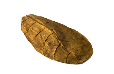 Catappa yaprağı kurumuş. Terminalia catappa büyük bir tropik ağaç leadwood ağaç Aile, ağırlıklı olarak Asya, Afrika ve Avustralya tropik bölgelerde yetişen Combretaceae olduğunu.
