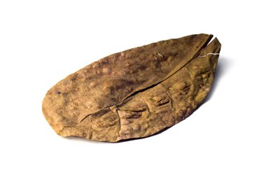 Catappa yaprağı kurumuş. Terminalia catappa büyük bir tropik ağaç leadwood ağaç Aile, ağırlıklı olarak Asya, Afrika ve Avustralya tropik bölgelerde yetişen Combretaceae olduğunu.