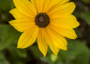 Sarı güller çiçek yakın çekim Bokeh yeşil arka plan