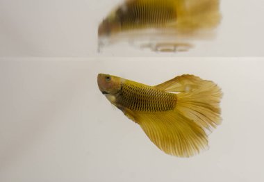Siyam mücadele balık sarı Halfmoon Betta Splendens. Onlar içinde Khmer Tay ve trey krem pla-kad (siyam balığı) denir.