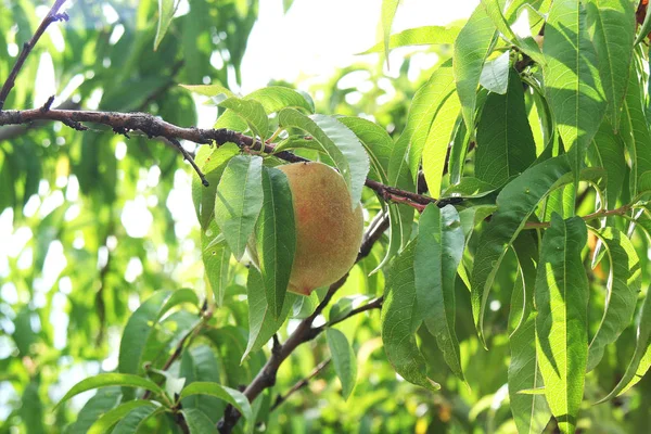 Şeftali ağacı üzerinde. İnsanlar için çok vitamin ve sağlık verir bir meyve, fıstık gibi.