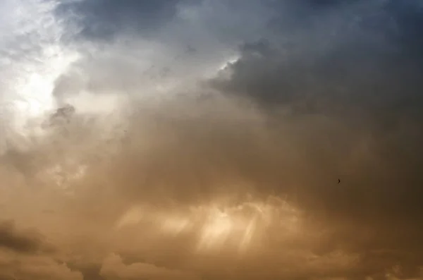 Oiseau Volant Sous Ciel Coloré Nuageux — Photo