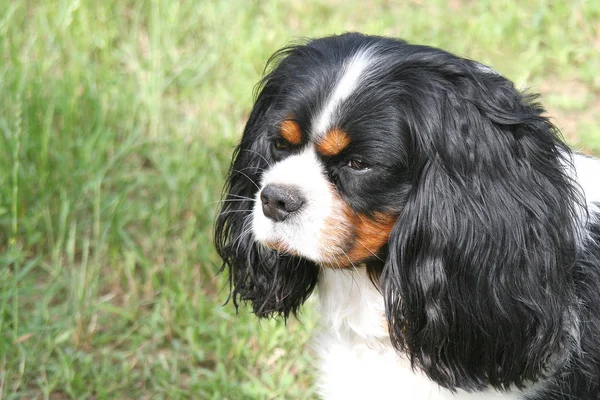 Cavalier King Charles Spaniel Dog with hanging ears looking into the distance, green grass background, black/brown/white dog