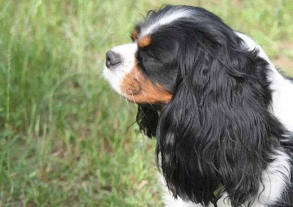 犬は空気中の臭いがします キャバリア キング チャールズ スパニエルの耳をぶら下げ 櫛目のよく通った庭で草の中に座って — ストック写真