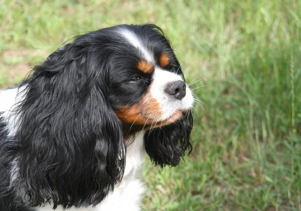 犬の未来を考えます トリコロール キャバリア キング チャールズ スパニエル地面に座っていると 直線上を探して — ストック写真