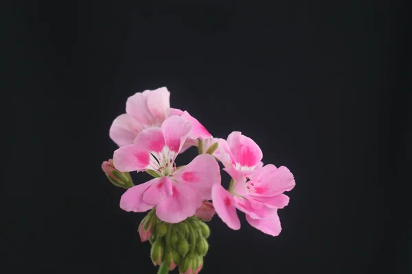 Rosa Lila Pelargonien Auf Schwarzem Hintergrund — Stockfoto