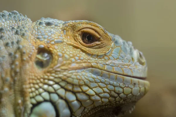 Iguana Reptile Close Foto Dof Poco Profondo — Foto Stock