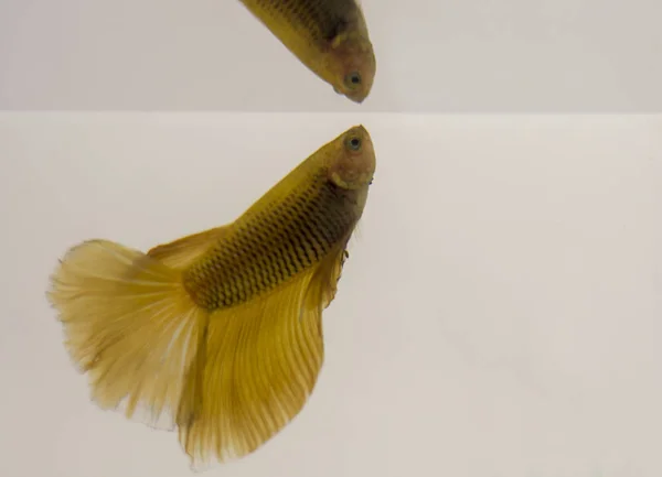 Siamese Fighting Fish Amarelo Halfmoon Betta Splendens Com Reflexão Esta — Fotografia de Stock