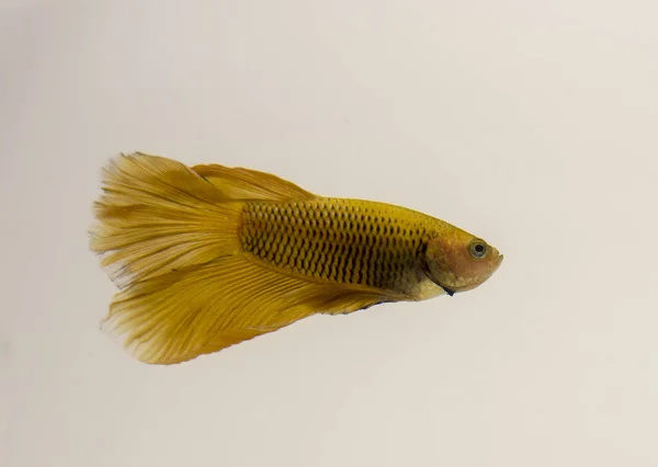 Siamesischer Kampffisch Gelb Halbmond Betta Splendens Die Fische Kommen Stehenden — Stockfoto