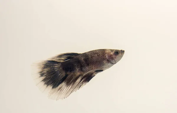 Siamese Fighting Fish Marble White Black Grey Halfmoon Betta Splendens — Stock Photo, Image