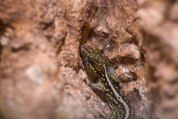 Ocelot Gecko Close Dof Raso Vezes Conhecido Como Chão Madagascar — Fotografia de Stock