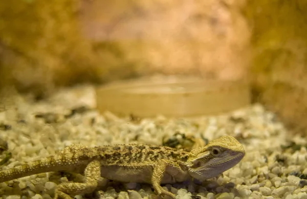 Pogona Jovem Dragão Barbudo Perto Dof Raso Nome Dragão Barbudo — Fotografia de Stock