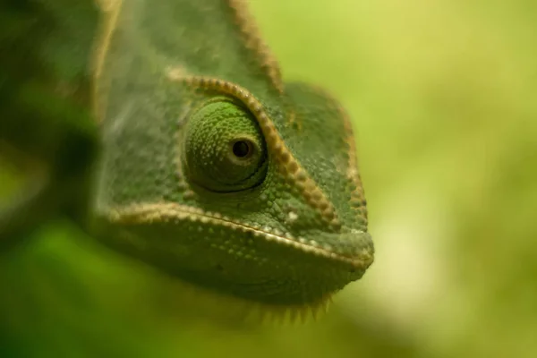 Camaleão Velado Perto Dof Chameleons Rasos São Adaptados Para Escalada — Fotografia de Stock