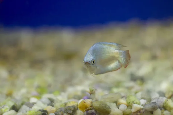 White Thick-lipped gourami.The thick-lipped gourami has been widely transported around the world for the aquarium fish industry.This fish is a freshwater species native to south Myanmar.