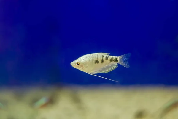 Três Pontos Gourami Trichopodus Trichopterus Também Conhecido Como Gourami Azul — Fotografia de Stock