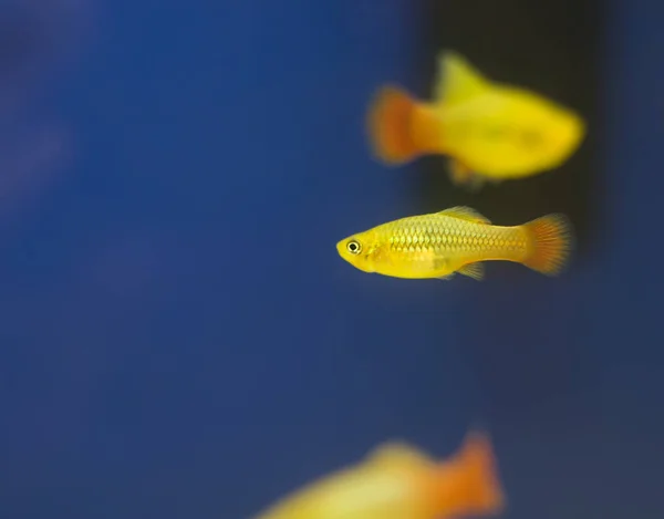 Pesci Platino Del Sud Pesci Acquario Colorati Xiphophorus Maculatus Una — Foto Stock