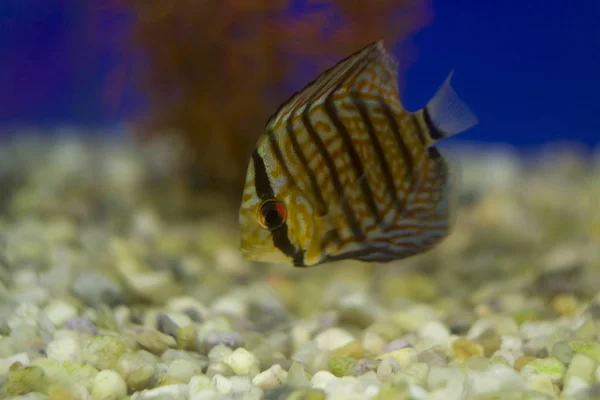 Discus Fish Aquarium Discus Fish Genus Symphysodon Which Currently Includes — Stock Photo, Image