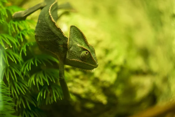 Camaleonte Velato Vicino Dof Chameleons Poco Profondi Chamaeleons Famiglia Chamaeleonidae — Foto Stock