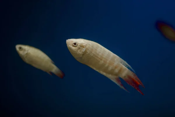 Pesce Paradiso Pesce Paradiso Pesce Paradiso Gourami Paradiso Macropodus Opercularis — Foto Stock