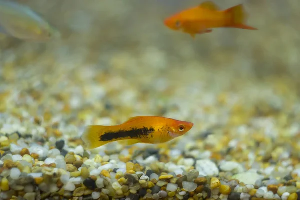 Colorful Aquarium Molly Fishes Inhabit Fresh Water Streams Coastal Brackish — Stock Photo, Image