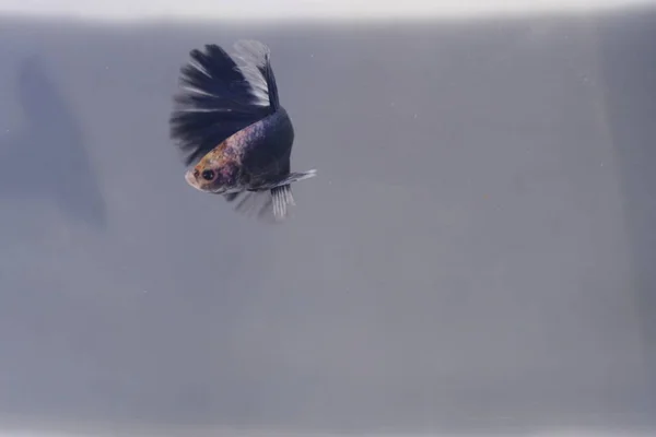 Halfmoon Betta Splendens Blue White — Stock Photo, Image