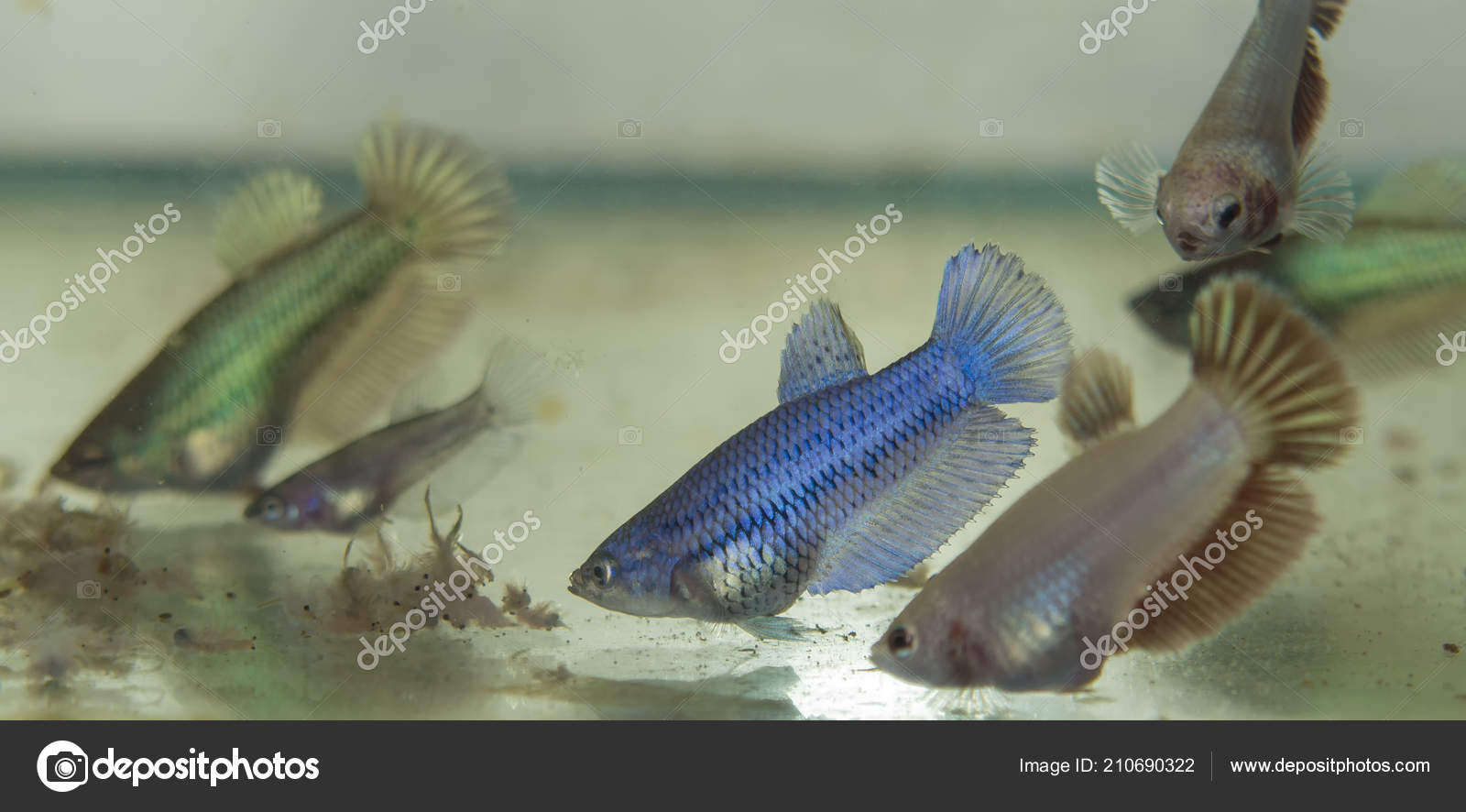 frozen brine shrimp for betta
