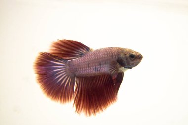 Siyam mücadele balık kırmızı pembe Halfmoon Betta Splendens. Daha iyi de su ph seviyeleri tarafından etkilenir. Nötr ph ideal düzeyleri için daha iyi olurdu