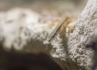 Kayanın üzerinde çim kertenkele. Takydromus sexlineatus, Asya çim kertenkele, uzun kuyruklu, ya da uzun kuyruklu çim altı çizgili kertenkele, bir ağaç, gündüz familyasına ait bir kertenkele.