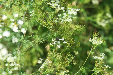 Bulanık, çimenli arka plan alanıyla beyaz çiçek sineği indi