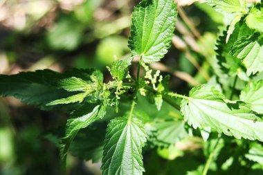 Yakın fotoğrafı ısırgan