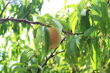 Şeftali ağacı üzerinde. İnsanlar için çok vitamin ve sağlık verir bir meyve, fıstık gibi.