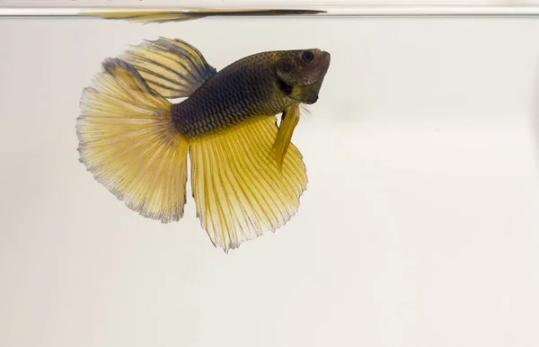 Sziámi Harcoshal Kék Sárga Ferenc Betta Splendens Tükörképe Betta Splendens — Stock Fotó