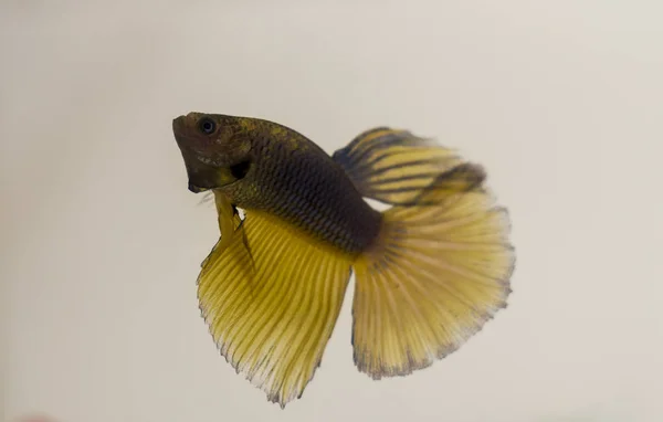 Siamese Fighting Fish Azul Amarelo Halfmoon Betta Esplendens Mitos Que — Fotografia de Stock