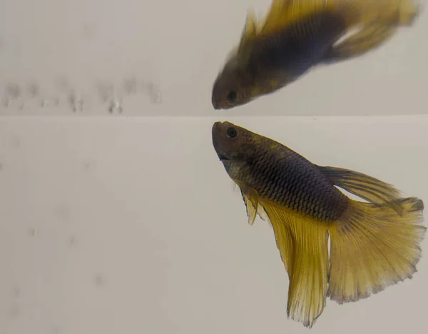 Sziámi Harcoshal Sárga Ferenc Betta Splendens Males Épít Buborék Fészket — Stock Fotó