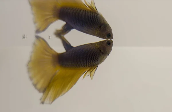 Siamese Fighting Fish Azul Amarelo Halfmoon Betta Splendens Com Reflexão — Fotografia de Stock
