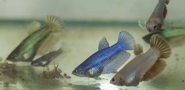 Alimentación Del Bebé Bettas Acuario Con Gambas Salmueras Congeladas — Foto de Stock