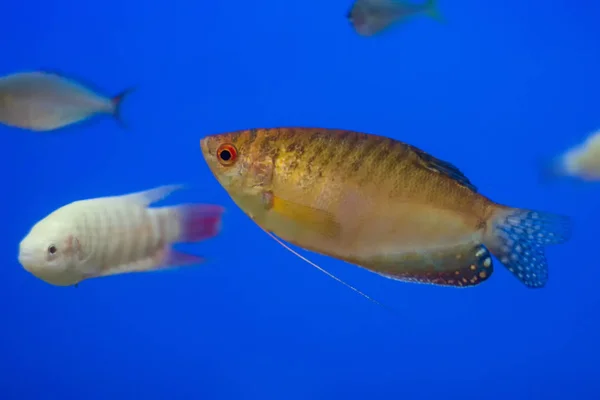 Gold Thick Lipped Gourami Thick Lipped Gourami Trichogaster Labiosa Species — Stock Photo, Image