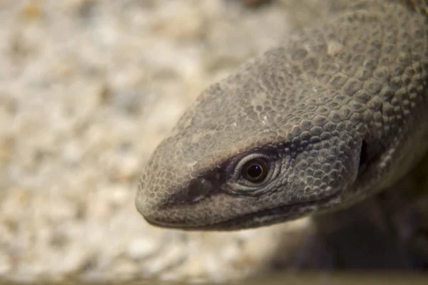 Monitor lizard close up photo.The monitor lizards are large lizards in the genus Varanus. They are native to Africa, Asia and Oceania, but are now found also in the Americas as an invasive species.