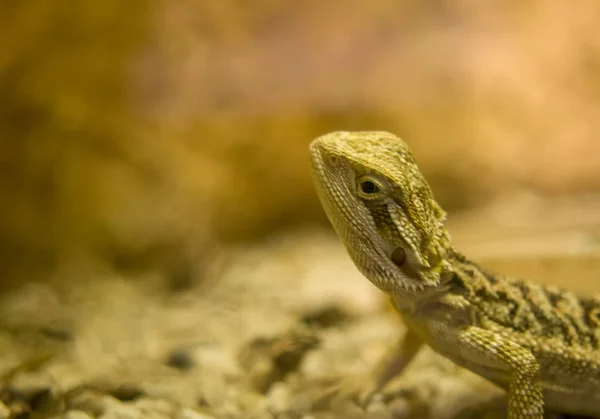 Bearded dragon close up, shallow dof.Several species of this genus, especially the central bearded dragon, are often kept as pets or exhibited in zoos due to their hardy nature and easy care.