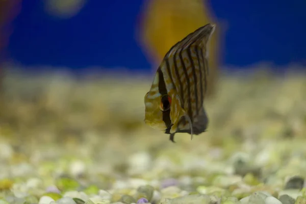 Discus Fish Aquarium Due Distinctive Shape Bright Colors Discus Popular — Stock Photo, Image