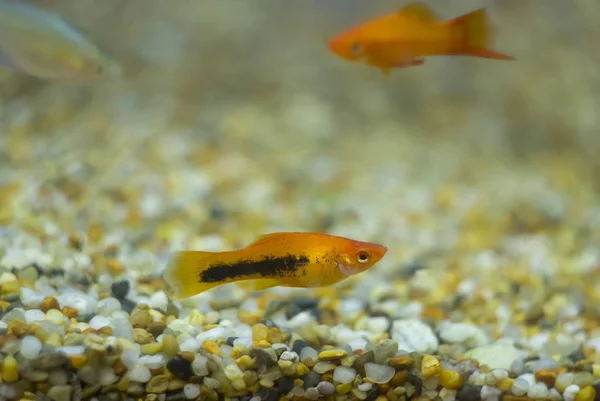 Aquário Colorido Molly Peixes Eles Habitam Riachos Água Doce Águas — Fotografia de Stock